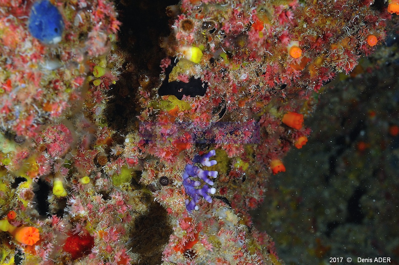 Distichopora violacea Hydraire violet-Safaga Middle reef-11m-20171124-Denis-ADER-DSC_3870_tn.jpg